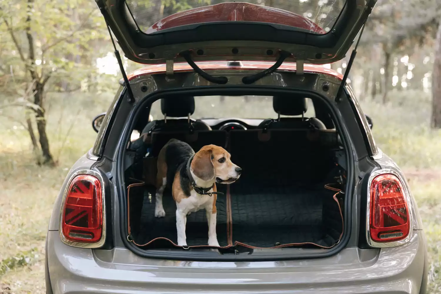 Subaru Forester Back Seat Cover for Nova Scotia Retrievers