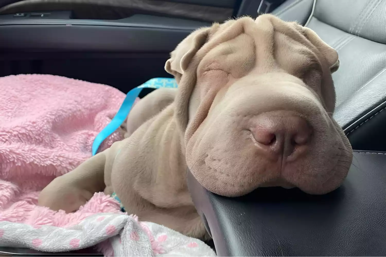 Mazda3 Back Seat Cover for Chinese Shar-Pei