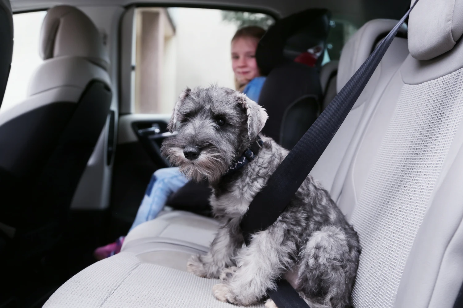 Mazda3 Dog Safety Belt for Standard Schnauzers